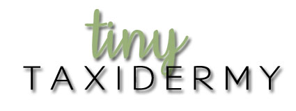 Tiny Taxidermy